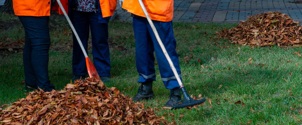 Mitarbeiter entfernt Laub per Hand mit einem Rechen, um Wege und Beete sauber zu halten.