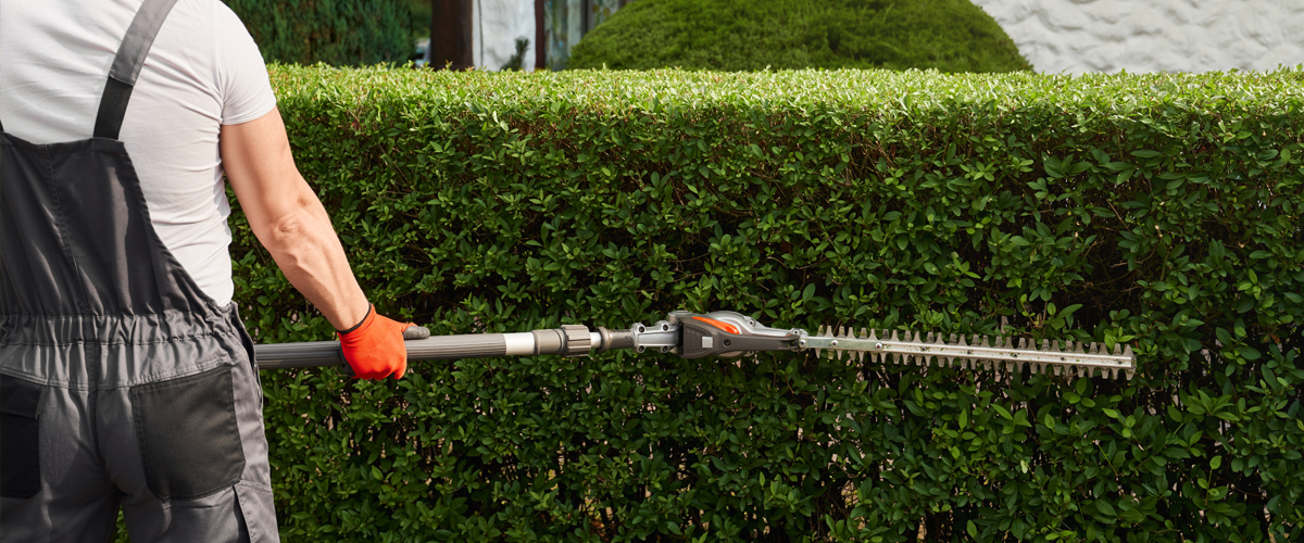 Mitarbeiter formt eine Hecke durch präzisen Schnitt zu einer gleichmäßigen Gartenstruktur.
